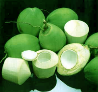 kelapa hijau