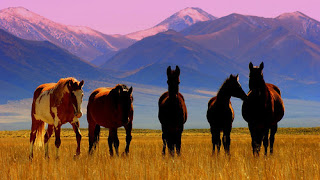 5 horses and beautiful mountain view