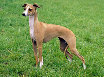 Levrier Italiane - Levriero Italiano - Italian Greyhound