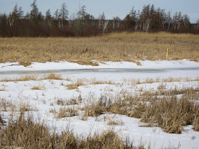 Sunrise River: ice cover softening