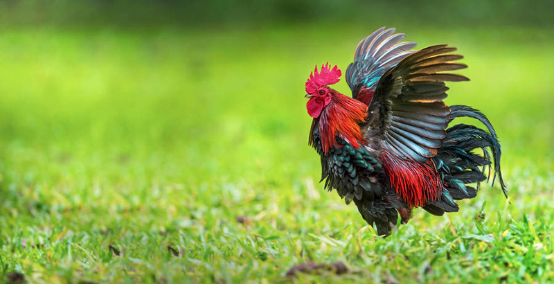  Poules : Et si nous parlions parasites ?