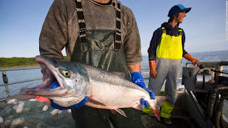 sockeye salmon fishery, salmon, sockeye salmon