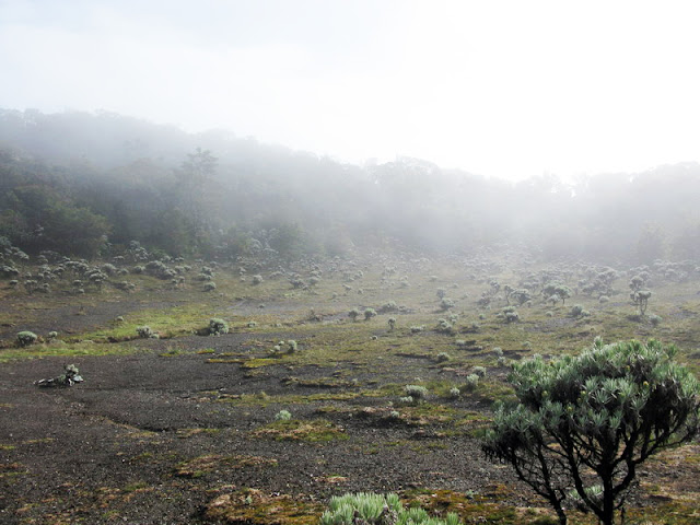  Bunga  Edelweis  Terindah di  Gunung  Indonesia Taman Bunga 