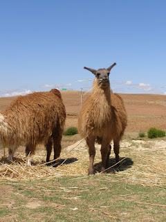 peruvian lama