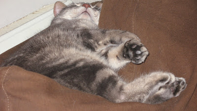 Cat Asleep on the Back of a Chair