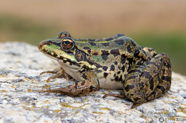 Marsh Frog - Pelophylax ridibundus