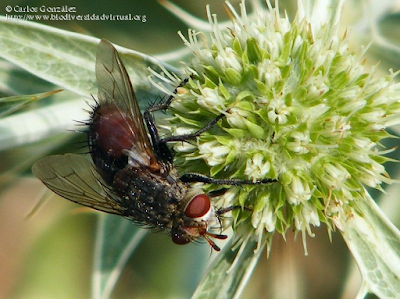 http://www.biodiversidadvirtual.org/insectarium/Peleteria-varia-%28Fabricius-1794%29-img491102.html