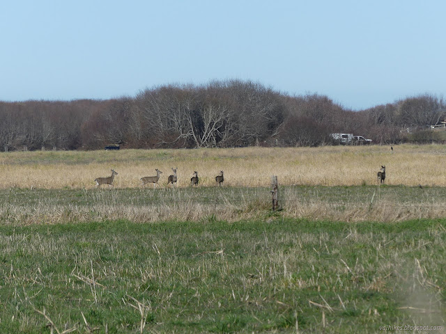 03: deer with their black tails turned this way