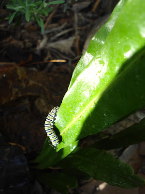 Monarch caterpillar on fern