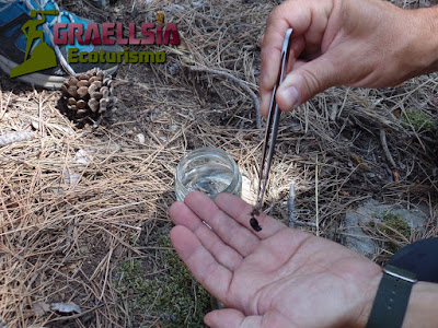 Campamento de verano en la Naturaleza