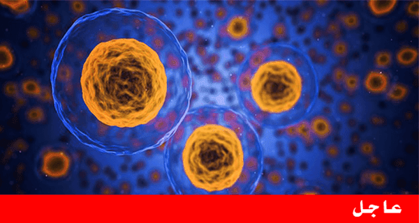 لأول مرة  تمكن العلماء من تحويل الخلايا الجذعية البشرية إلى خلايا منتجة للإنسولين