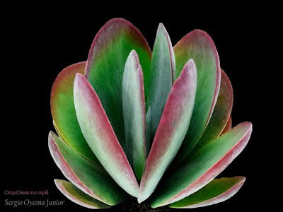 Suculenta Kalanchoe luciae