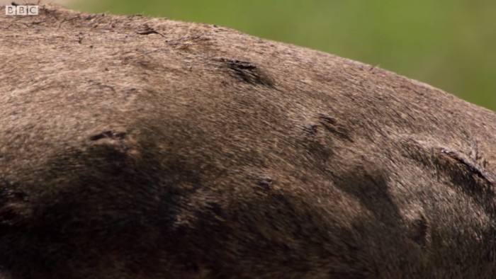 This Lion Was Losing A Fight Against 20 Hyenas. His Brother Heard Him And Rushed To Rescue Him!