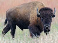 Bison Animal Pictures