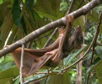 Amazing Pictures of Animals, photo, Nature, exotic, funny, incredibel, Zoo, Sunda flying lemur (Galeopterus variegatus), ALex (10)