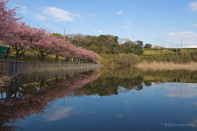 河津桜　池