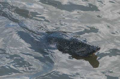 Nile Softshell Turtle (Trionyx triunguis) 