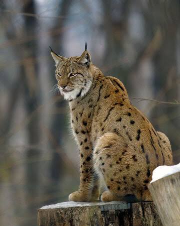 Eurasian Lynx is among the largest cats in the world.