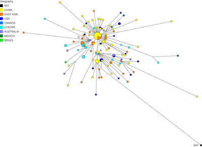 Network of SARS-COV-2 genomes