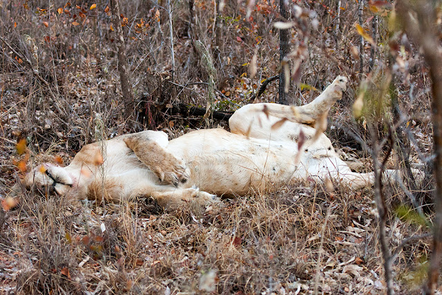 Il re leone   kruger safari sud africa 