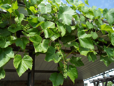 Wein Chemnitzer Gartenkultur 