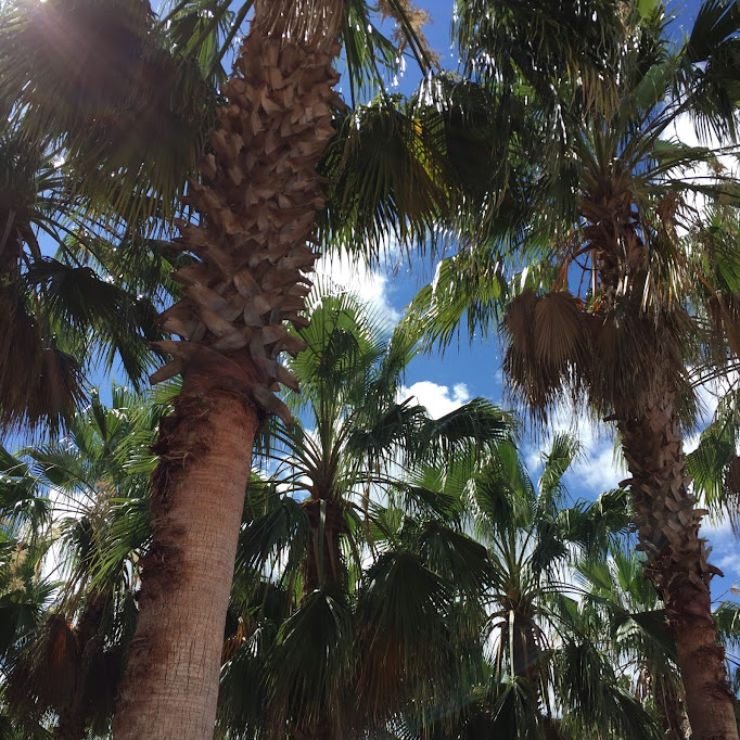 palm trees on palm trees