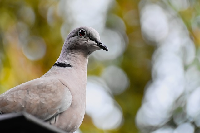 Why is there global concern about the bird flu pandemic?