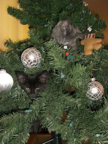 Kittens in tree, Cats in tree, Kittens in Christmas Tree