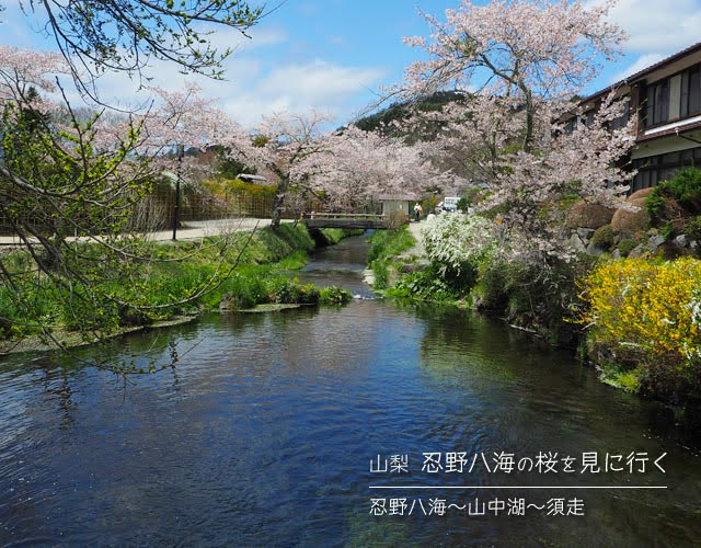 忍野八海の桜を見に行く旅