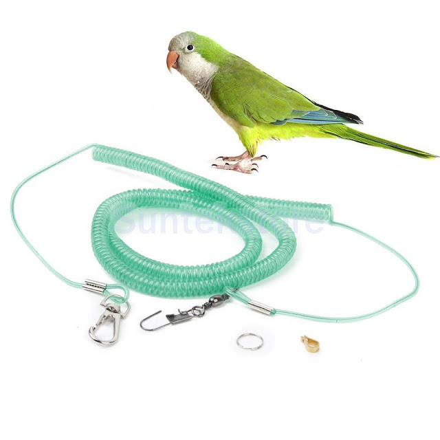 Leashes For Birds