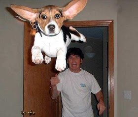 Funny Animal Pictures