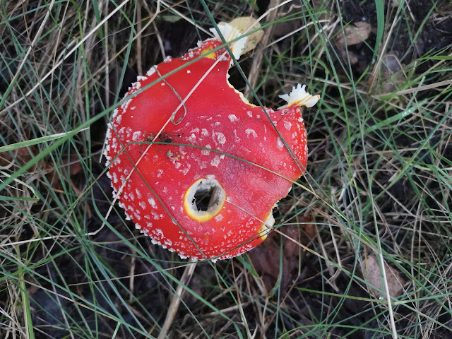 mushroom in the grass