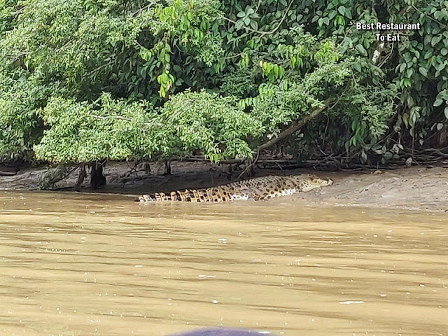 Myne Resort Bilit Sandakan Kinabatangan - Evening River Cruise -Crocodile