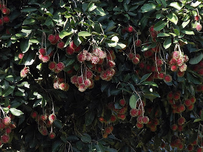 Ripe, red Rambutan fruits hanging from a tree, Rambutan tree, Rambutan fruit, Rambutan nutrition value, tropical fruit, exotic fruit, hairy fruit, Nephelium lappaceum