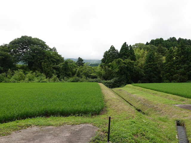 鳥取県西伯郡大山町種原　種原集落　水田の風景