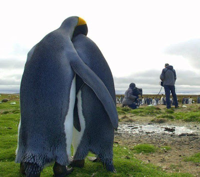 Love In Animal Kingdom