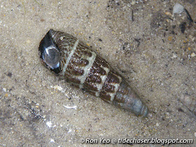 Zoned Horn Shell (Batillaria zonalis)