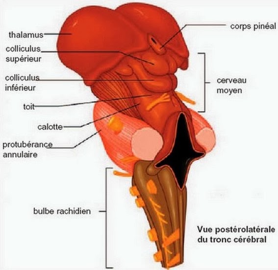 CERVEAU MOYEN