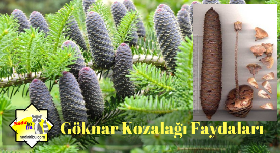 Göknar ( Köknar) Kozalağının Faydaları