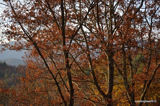 fall colors_3