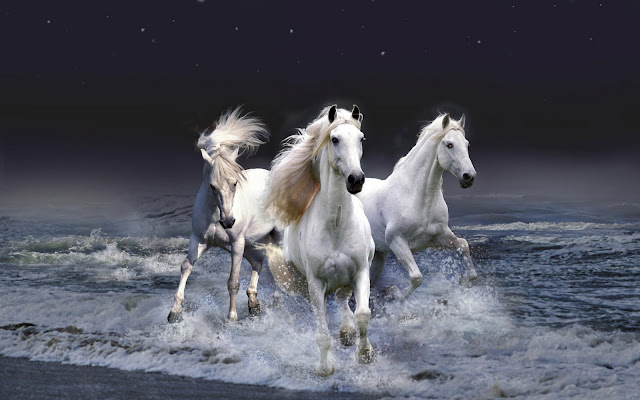  Horse-Wallpaper-106