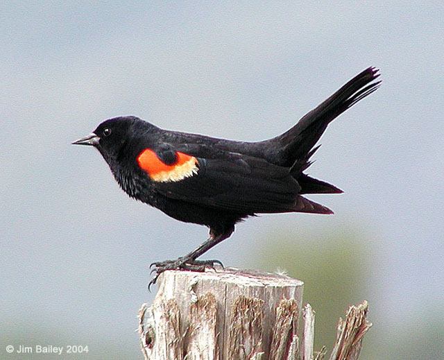 a red winged black bird