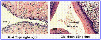 Cấu tạo vi thể lớp biểu mô âm đạo