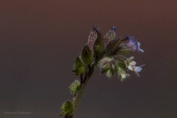 Close-Up Photography: Testing the Canon 500D 77mm Close-Up Lens Filter