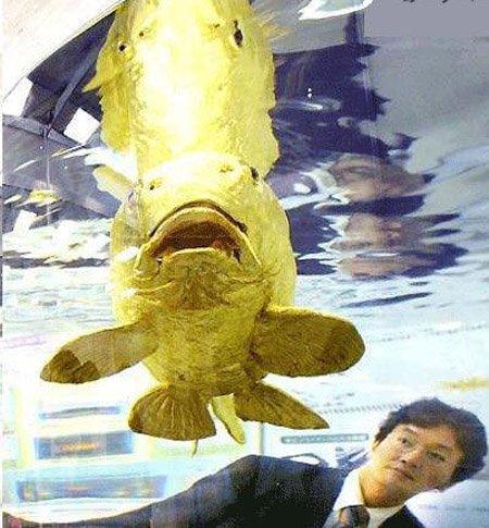 Inilah Ikan Mas Terbesar Di Dunia [ www.BlogApaAja.com ]