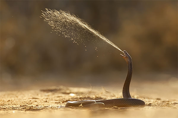 Mozambique Spitting Cobra. Mozambique Spitting Cobra