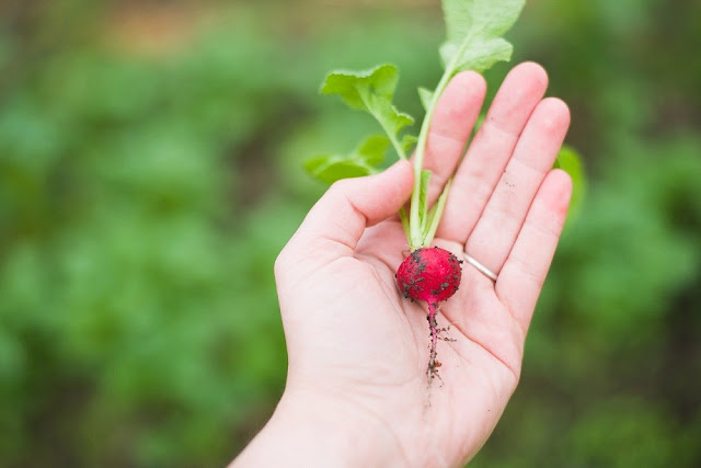 Can Dogs Eat Radishes? Toxic and Dangerous Foods Your Dog Should Never Eat