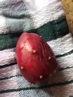 washed prickly pear fruit