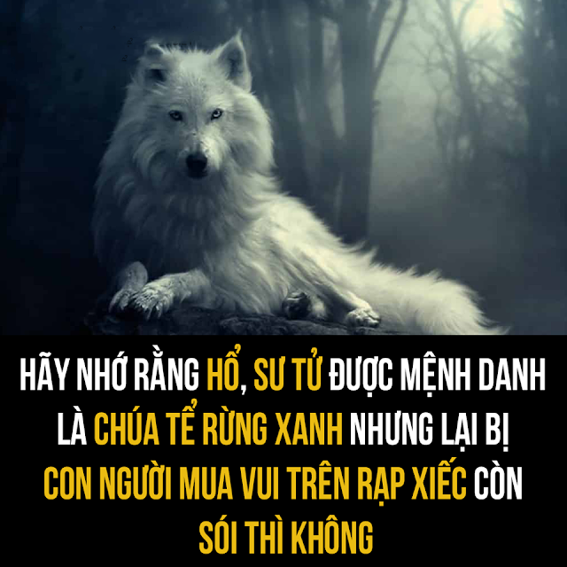 HÃY NHỚ RẰNG, HỔ, SƯ TỬ ĐƯỢC MỆNH DANH LÀ CHÚA TỂ RỪNG XANH NHƯNG LẠI BỊ CON NGƯỜI MUA VUI TRÊN RẠP XIẾC CÒN SÓI THÌ KHÔNG!