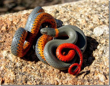 DIADOPHIS PUNCTATUS